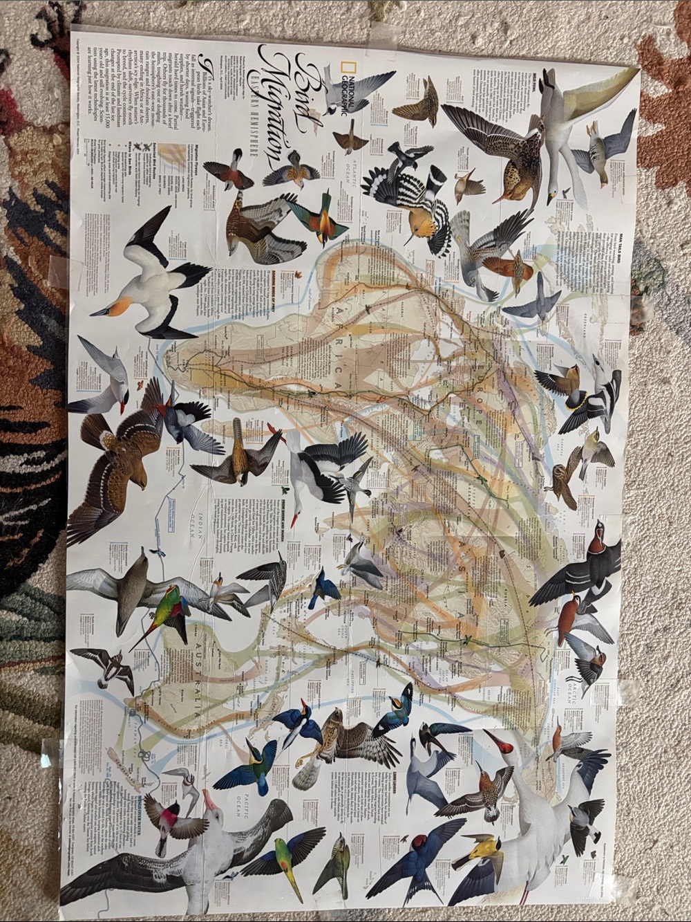 Laminated Bird Migration Art Poster - Multicolor Wall Art